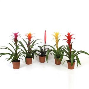 Guzmania/Vrisea Mix, in ghiveci, 12 cm