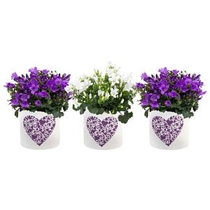 Mini Campanula, in ghiveci, 6 cm