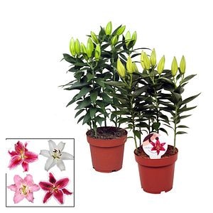Crin imperial Lily, in ghiveci, 19 cm