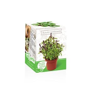 Busuioc Cu Aroma De Scortisoara