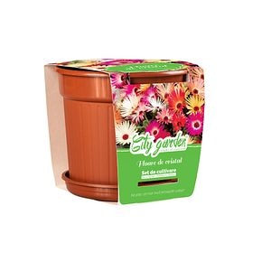 Flori Dorotheanthus Bellidiformis Ghiv.