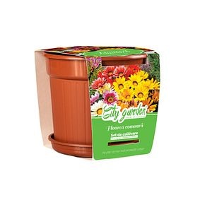 Flori Gazania Mix Ghiveci