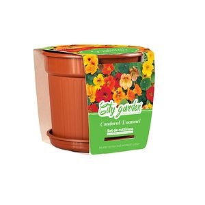 Flori Tropeolum Nanum Mixt Ghiveci