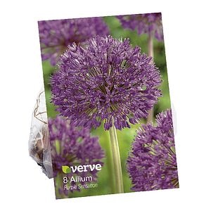 Flori mici allium