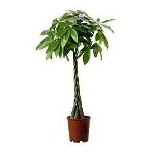 Pachira Aquatica