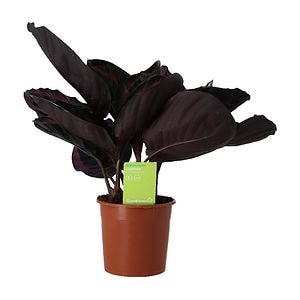 Calathea Suprisestar