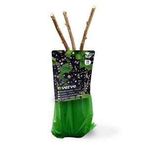 Butas Coacaz, Titania, 35 cm