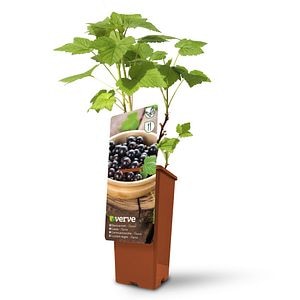 Ghiveci coacaz, Titania, 20 cm