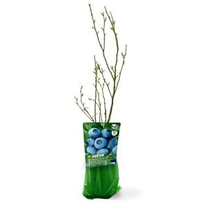 Butas coacaze, 35 cm