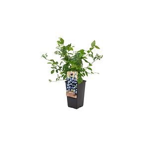 Ghiveci coacaze, 20 cm