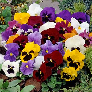 Mix panselute 10 buc.