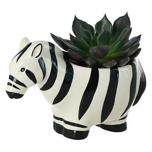 Zebra Suculenta