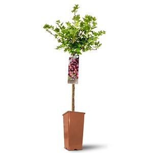 Fruct pe stem, in ghiveci invicta, 80 cm