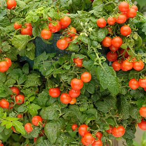 Rosii Patio Ciorchine 10.5 Cm