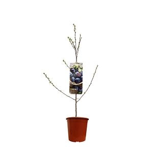 Pom fructifer, prun Terracotta, 120 cm