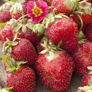 Capsuni Patio la ghiveci, 23 cm