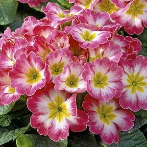 Crini Asortati 10.5 Cm