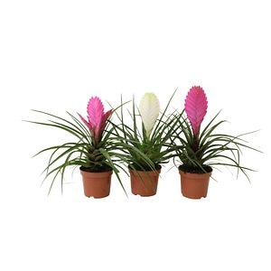 Tillandsia mix, in ghiveci, 9 cm