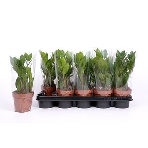 Planta dinozaur, 12 cm