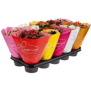 Kalanchoe Mix, 25-30 cm