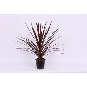 Cordyline rosu Star, in ghiveci, 17 cm