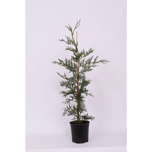 Chiparos Leylandii