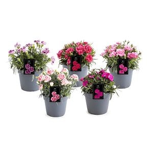 Mix Dianthus