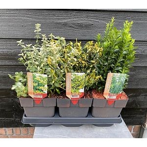 Mix Euonymus