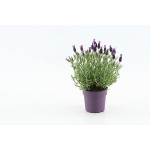 Levantica violet, in ghiveci