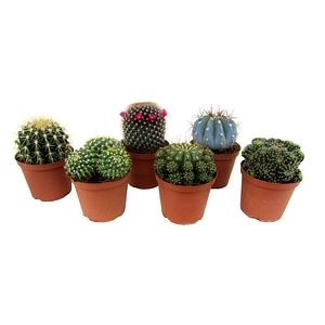 Mix Cactus exterior, in ghiveci