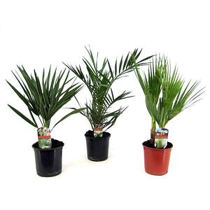 Mix palmier, in ghiveci