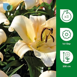 Bulbi Crin Imperial Lily Conca D.Or, galben