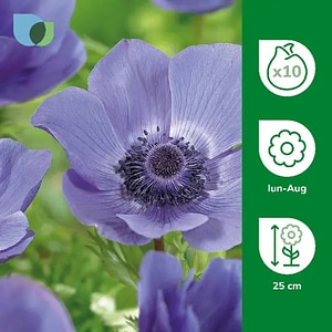Bulb Anemone Royale, albastru