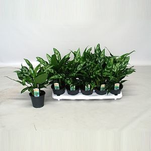 Mix aglaonema, in ghiveci