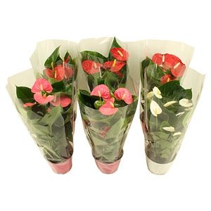 Anthurium mix, in ghiveci, 55 cm