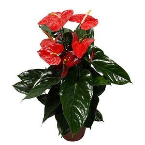 Anthurium rosu, in ghiveci, 65 cm