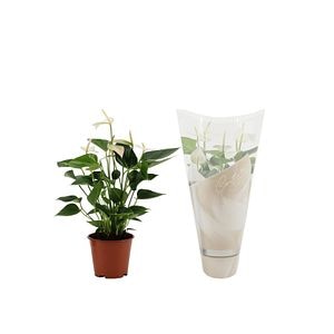 Anthurium alb, in ghiveci