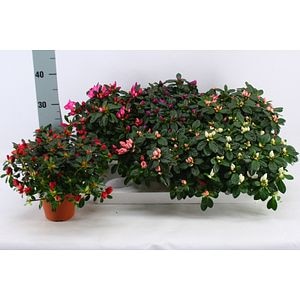 Azalea mix, in ghiveci, 25 cm