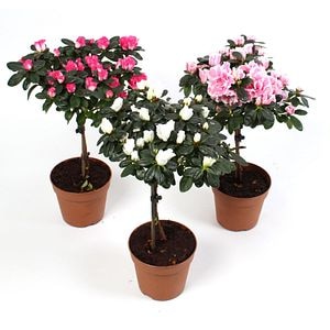 Azalea, in ghiveci