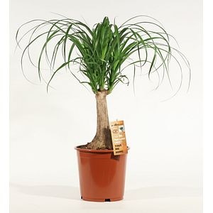 Picior de elefant, drept, in ghiveci, 55 cm