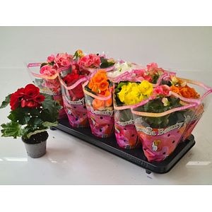 Mix begonie, in ghiveci, 23 cm
