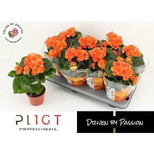 Begonie portocalie, in ghiveci