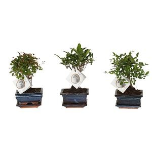 Mix bonsai, in ghiveci cu farfurie, 35 cm