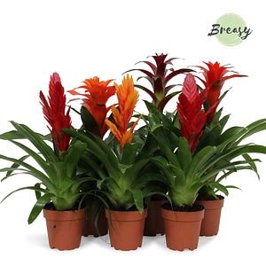 Mix Bromelia 2, in ghiveci