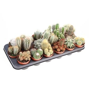 Mix Cactus 12 cm