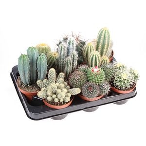 Mix Cactus 15 cm