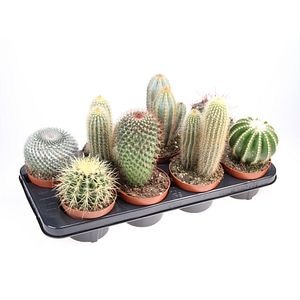 Mix Cactus 20 cm