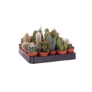 Mix Cactus 8 cm