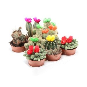 Mix cactus cu flori de paie, 15 cm