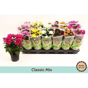 Mix clasic crizanteme, in ghiveci, 22 cm